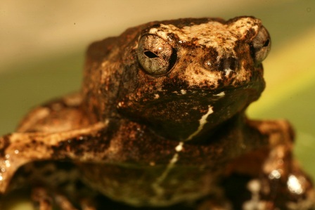 Engystomops, commonly known as the foam frog for the nests it builds